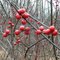 Michigan Holly,  Common Winterberry