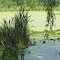 Green-covered Baldwin Lake (Ensley, MI)
