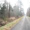 Forêt de Haguenau (02/2013)