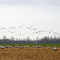 Kraanvogels bij Blesme.