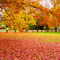 Fall in MA