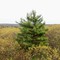 Harvard Forest from the top of a measurement tower