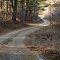 A road in the woods