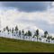 Jeunes Arbres
