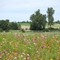 Champ de fleurs