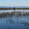 Etangs de Nérac