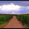 The Road of the Paradise