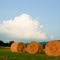 Alsace fields