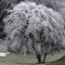 Frozen tree