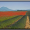 Lavande et coquelicots