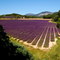 France Valensole (Route de l'or bleu)