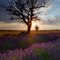 Dead tree and live fields