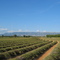 Plateau de Valensole. Les antennes de RMC.