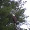 Little Sebago Eagle