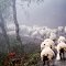 Sheeps...in the fog