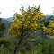 Bormes.83  -  ( Route du Dom.)  - Printemps..06.05.2013.
