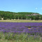 Plateau de Sault