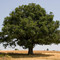 Chêne Blanc remarquable à Revest-du-Bion / Old oak tree in Revest-du-Bion (France) DETAILS: SEE COMMENTS