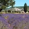 Lavendar, Plateau de Sault