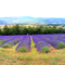 éventail lavande...SAINT JEAN DE SAULT...VAUCLUSE...FRANCE.