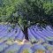  Lavender surf beauty  (Thanks FotoOndra)
