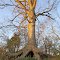 White oak at sunset