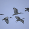 Ibis sacrés