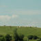 Les vaches de Autoroute 31