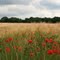 Coquelicots dans un champ de blé à Montmédy!