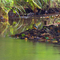 Eisvogel / Kingfisher (Alcedo atthis)