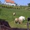 La maman me tourne le dos,et le petit me regarde bien en face # Lure # Haute-Saône (70) .