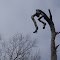Tremble (Populus tremula), et Suspendu...