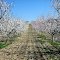 Flowering almond trees ❀