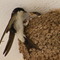  ''Food for baby''   Argostoli-Kefalonia Αργοστόλι-Κεφαλονιά...@