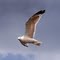 Pireas - Sea gull