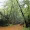 Gold bearing creek, Midland, NC (2006)