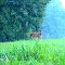Deer in the woods, Midland, NC (2006)