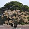Pine in Nea Peramos - Greece