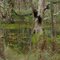 Karawatha Forest