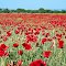 Poppies in the field