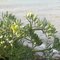Κρίταμο το Θαλασσινό, Crithmum maritimum