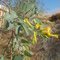 Νικοτιανή η γλαυκή,Nicotiama glauca