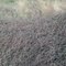 Πολύγωνο το Αρρεν,Πολυκόμπι,Κάζοτο,Polygonum aviculare ssp  rurivagum L.
