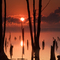 Manasquan Reservoir Sunrise