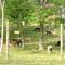 Alpacas' grazing
