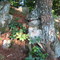 Tree eating a rock