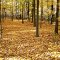 Walborn Shoreline Trail