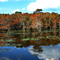 Caddo lake forest