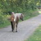 Out for a Walk