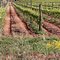 vigneti